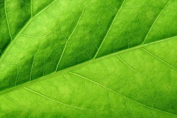 Grönt blad på nära håll — Stockfoto
