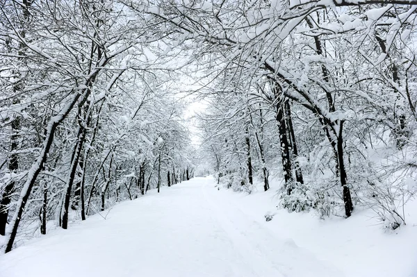 Estrada de inverno Fotos De Bancos De Imagens