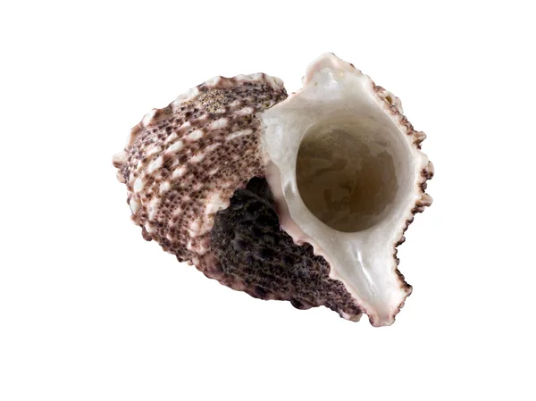 Egzotikus kagyló (Vágógörbe) — Stock Fotó