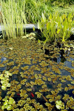 Garden pond calm and pleasant clipart