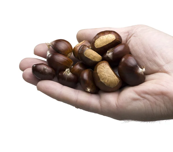 Stock image Hand holding chestnuts