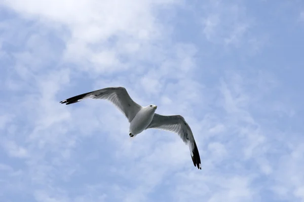 stock image Seagull flying in a cloudy sky