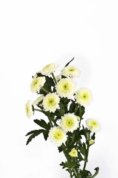 Strauß Gänseblümchen — Stockfoto