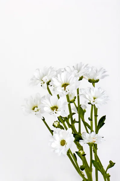 Strauß Gänseblümchen — Stockfoto