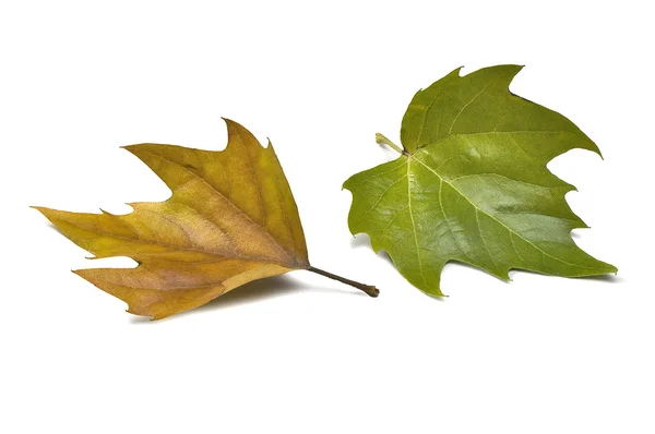 stock image Fall leaf (clipping path)