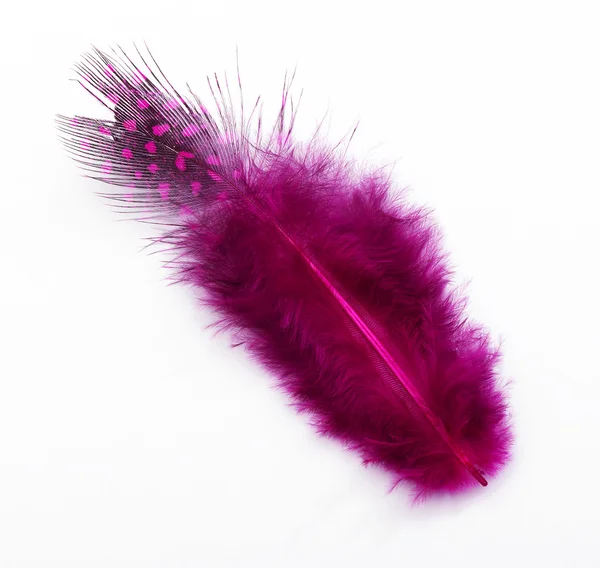 stock image Rose feather