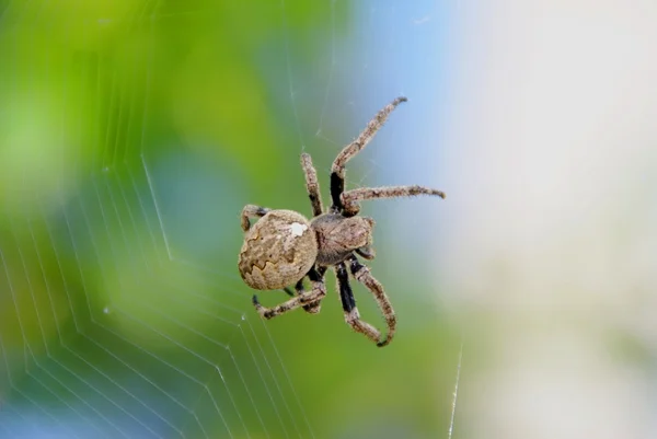 stock image Spider. Insect