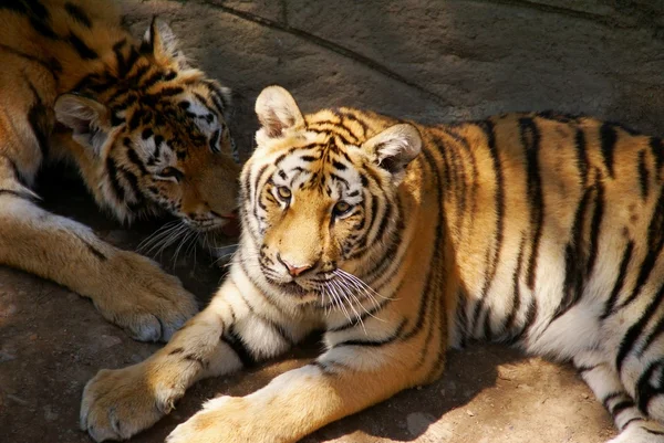 Dois tigres num jardim zoológico. A China. Dalian... Fotos De Bancos De Imagens