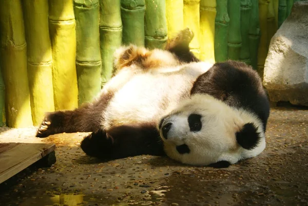 Panda! Jogdíjmentes Stock Képek