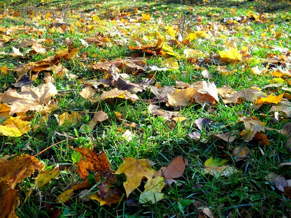 stock image Autumn leaves