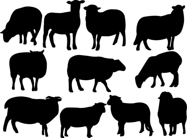 Owce — Wektor stockowy