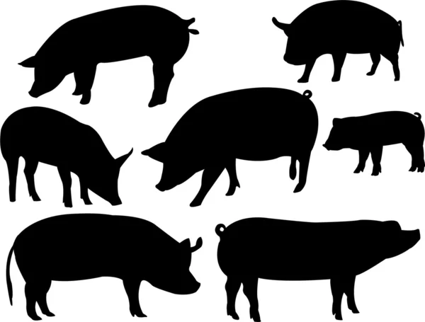 Schweine — Stockvektor