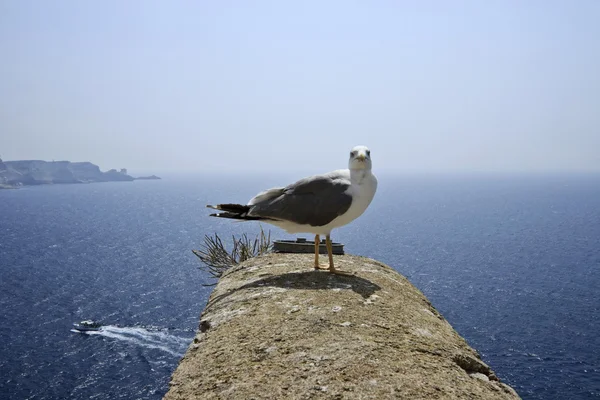 Франция, Корсика, Бонифачо, чайка и Средиземное море — стоковое фото