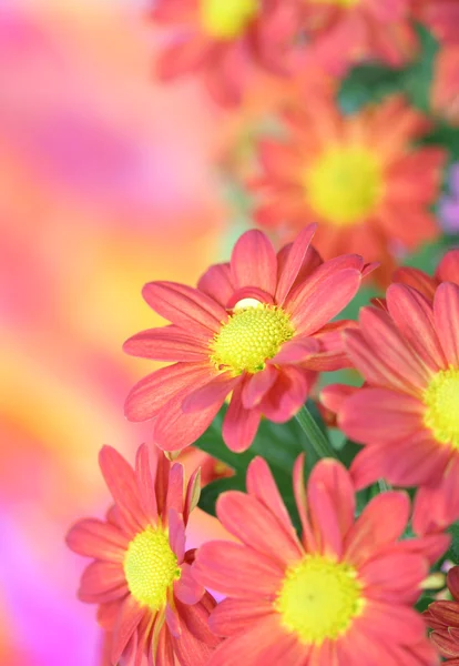 Crisantemo — Foto Stock
