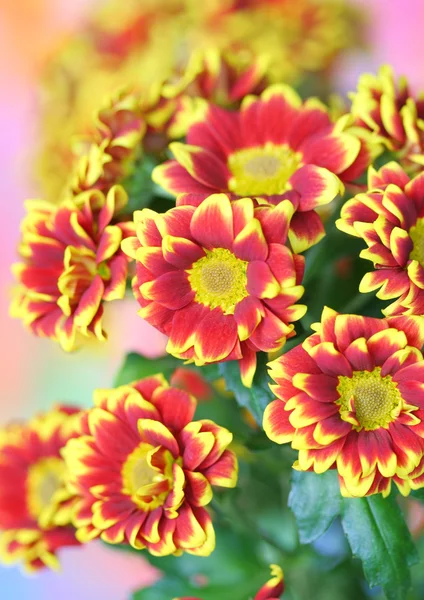Macro Chrysanthemum — Stock Photo, Image