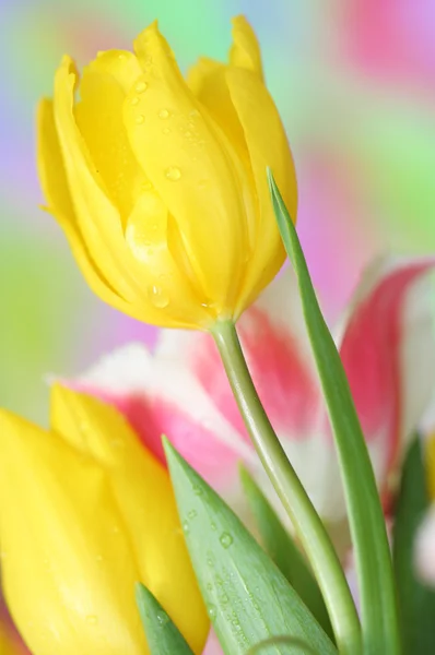 Tulip flower — Stock Photo, Image