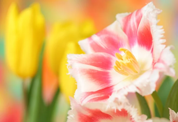 Lale Çiçek Close — Stok fotoğraf