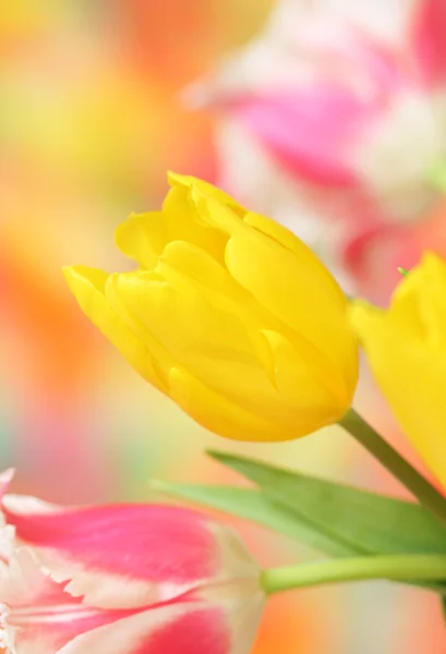 Närbild Tulip Flower — Stockfoto
