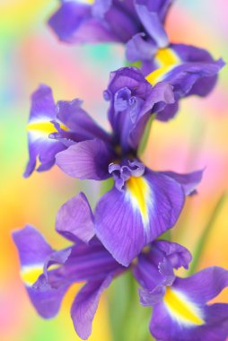 Iris Close-Up;