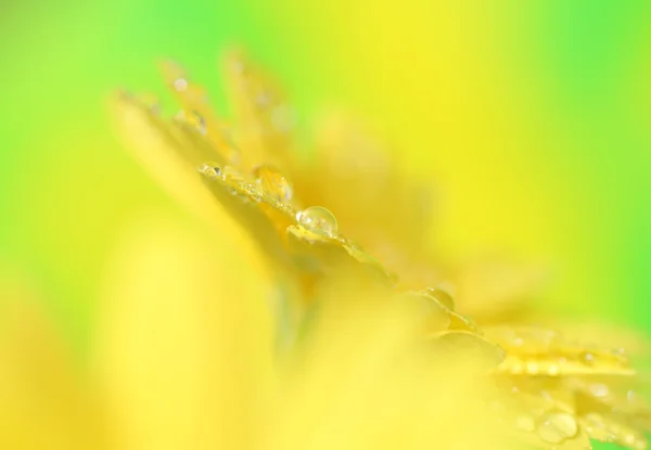 ガーベラの花びらでドロップのクローズ アップ — ストック写真