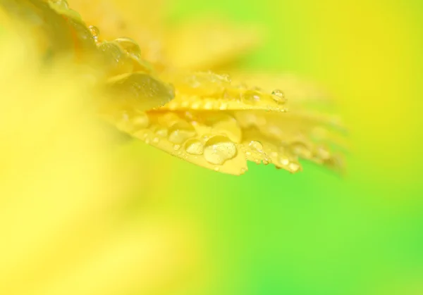 Kronblader av gerbera – stockfoto