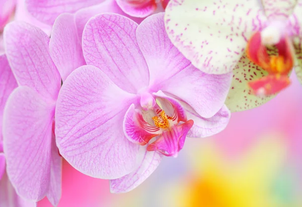 Közeli Kép Orchideák — Stock Fotó