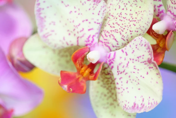 Zbliżenie Orchidea — Zdjęcie stockowe