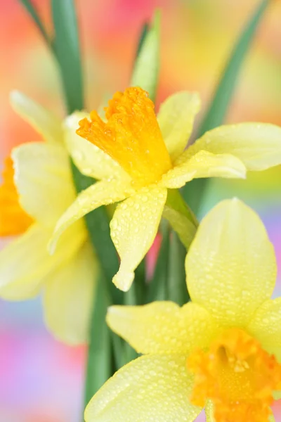 Detail Narcisů — Stock fotografie