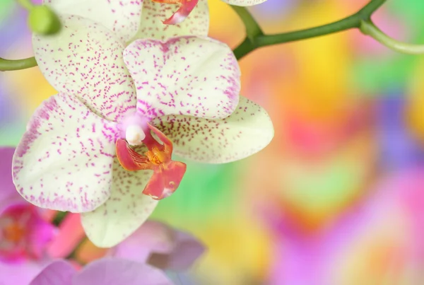 Orkide Yakın Çekim — Stok fotoğraf
