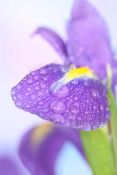 Close Drop Iris Petal — Stock Photo, Image