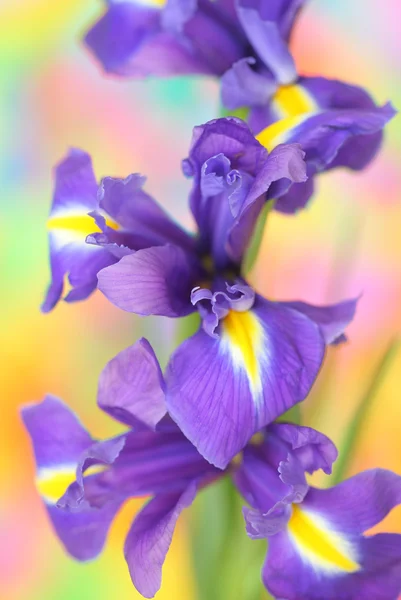 Närbild Iris — Stockfoto