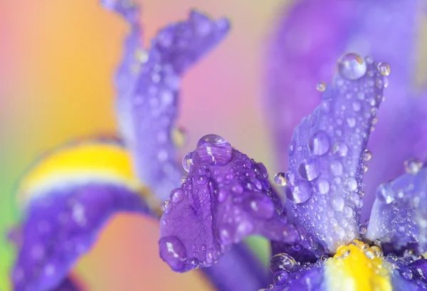 Iris çiçeği — Stok fotoğraf