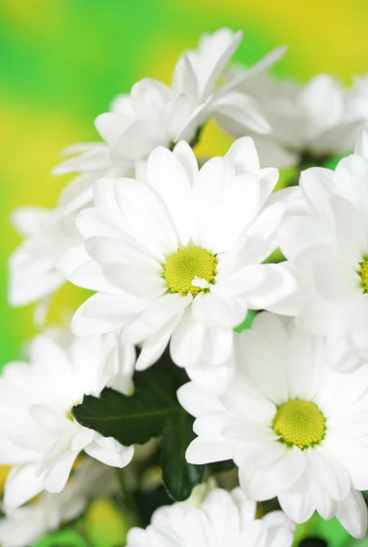 菊の花のクローズ アップ — ストック写真