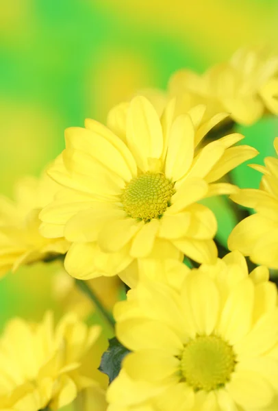 Bliska Kwiat Chryzantemy — Zdjęcie stockowe