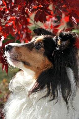 Tricolor Sheltie with fall background clipart