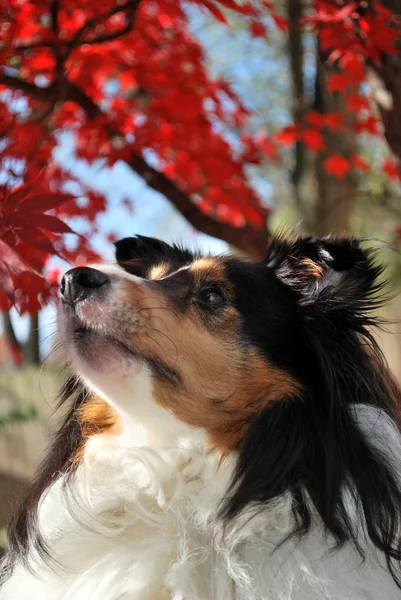 シェルティーを秋の背景 — ストック写真