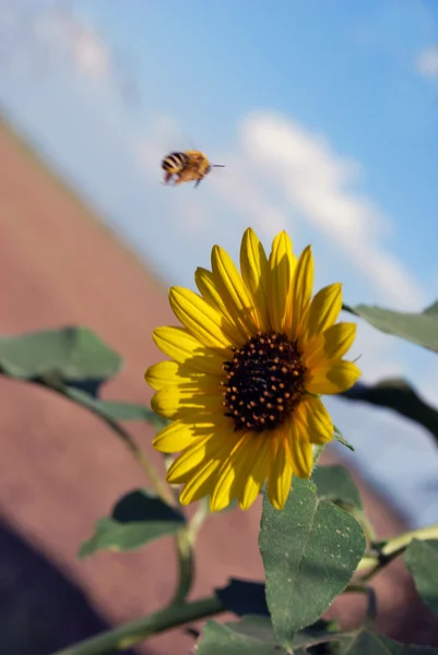 Large Bumblebee Flies Kansas Sunflower — Stock Photo, Image