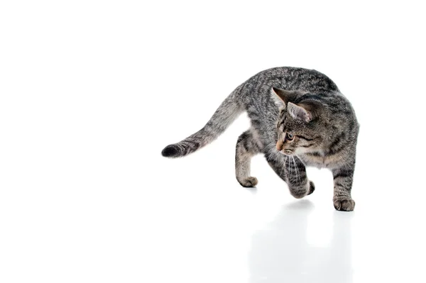 흰색 반점과 줄무늬 고양이 — 스톡 사진