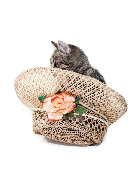 Gattino a strisce con granello bianco — Foto Stock