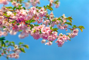 Blossom cherry tree clipart