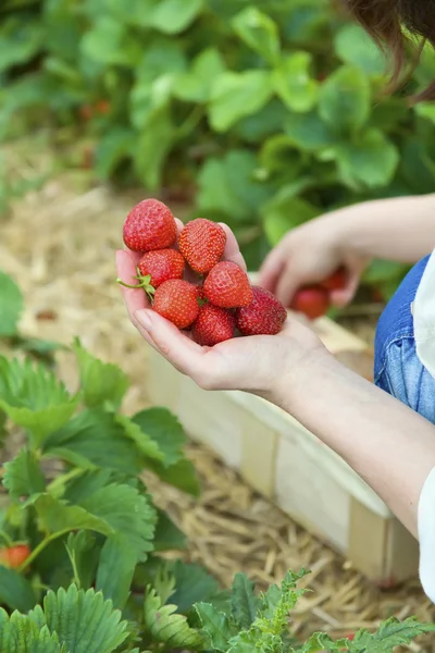 Ernte frischer Bio-Erdbeeren auf dem Feld — Stockfoto