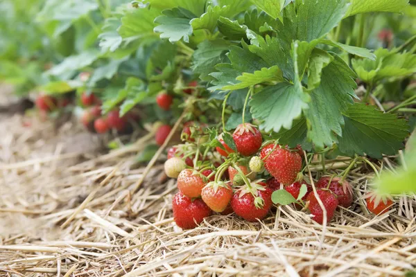 Nahaufnahme von frischen Bio-Erdbeeren, die an der Rebe wachsen — Stockfoto