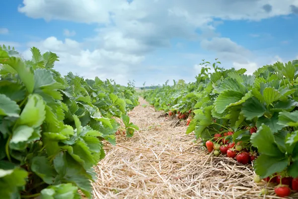 Fresh organic strawberries growing on the vine — Stock Photo, Image
