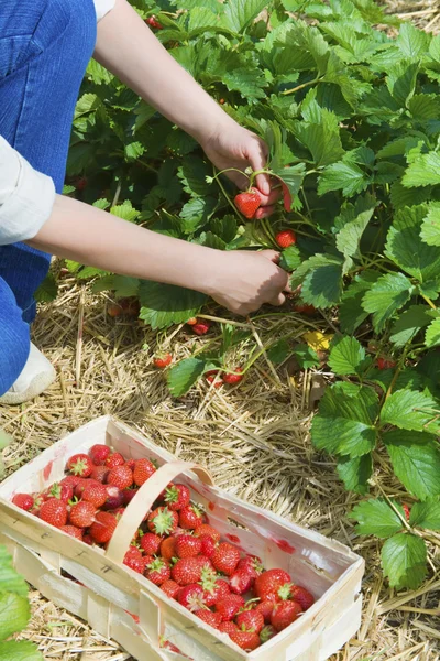 Picking of fresh organic strawberry in the field — Stock Photo, Image