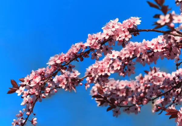 Cerisier fleuri — Photo