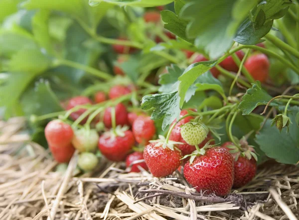 Primer plano de fresas orgánicas frescas que crecen en la vid Fotos De Stock