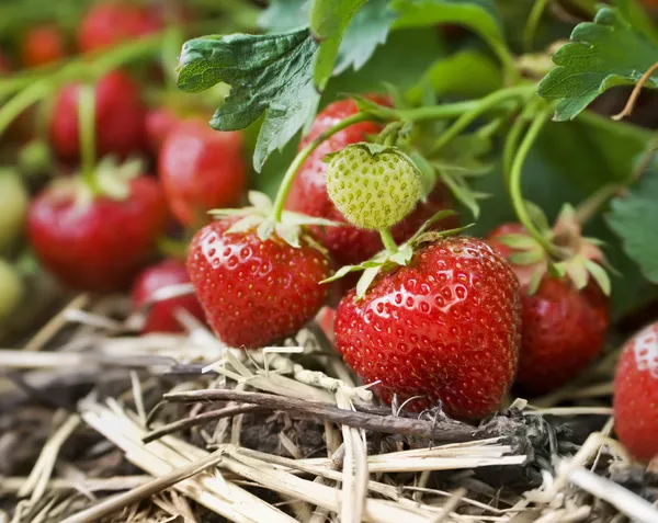 Closeup of fresh organic strawberries growing on the vine Stock Photo