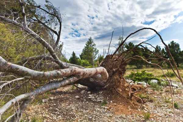 Una tormenta de árboles caída — Foto de Stock