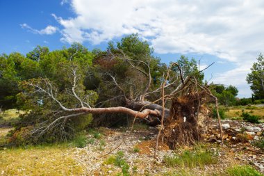 A fallen tree storm clipart