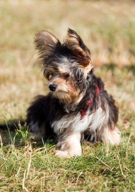 Yorkshire terrier iyi köpek